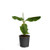 Brighter Blooms - Cold Hardy Dwarf Cavendish Banana Tree - Indoor Outdoor Tropical Fruit Plant 6 Inch Pot No Shipping to AZ
