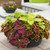 Outsidepride Coleus Fairway Mix - 200 Seeds