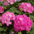 Outsidepride Geranium Pink Bicolor - 25 Seeds