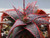 Heirloom 10 Seeds Aloe Christmas Carol A Red Color Hybrid Succulent Rare Agave Cacti Seed