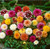 20pcs Rare Beautiful Perennial Dahlia Flowers Seeds Mix Color Seed