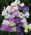 Lathyrus Odoratus Sweetpea Flower Seeds 50plus  Beautiful Plant Mix Color Flower