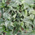 Viroflay Spinach Garden Seeds - 4 g Packet ~300 Seeds - Non-GMO Heirloom Vegetable Gardening  and  Micro Greens Seed
