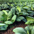 Pak Choi Cabbage Seed - 500 mg ~175 Seeds - Heirloom Open Pollinated Non-GMO Farm  and  Vegetable Gardening  and  Micro Greens Seeds