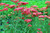 Perennial Farm Marketplace Achillea millefolium Paprika  Yarrow  Perennial 1 Quart Ruby Red Flowers