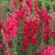 Red Snapdragon 100 Seeds - Ruby Red Snapdragons Flowers Red Snapdragons Seeds Antirrhinum Majus Flower Seed Dragon Flowers Non GMO Heirloom Seeds Flower Seeds for Planting