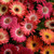 Outsidepride Gerbera Daisy Revolution Bicolor Flower Seed Mix - 20 Seeds