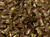 Twix Mini Milk Chocolate Carmel Candy Bar Mini Snack Size Bulk 3lb Total