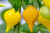 Binquinho Yellow Pepper 10plus  Seeds