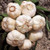 GARLIC BULB  5 Pack  FRESH CALIFORNIA SOFTNECK GARLIC BULB FOR PLANTING AND GROWING YOUR OWN GARLIC OR GREAT FOR EATING AND COOKING