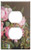 Switch Plate Outlet Cover - Flower Pink Petal Bloom Garden Plant Nature