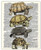 Turtles Dictionary Wall Art Print -  8x10  Unframed Picture For Home Office Dorm  and  Bedroom Decor - Great Gift Idea Under 15