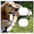 2-Gang Toggle Outlet Combination Wall Plate Cover - Dog Golden Retriever Garden Pet Concerns