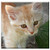 Double Blank Wall Plate Cover - Kitten Ginger Kitten Redhead Pet Cat Young Cat