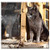 Double Blank Wall Plate Cover - Cat Grey Old Feline Animals Pet Cats Mammals