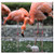 Double Blank Wall Plate Cover - Flamingo Zoo Animal Water Bird Pink Flamingo Bird