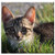 Double Blank Wall Plate Cover - Cat Kitten Cat Baby Mackerel Young Cat