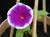 50 Mixed Colors JAPANESE MORNING GLORY Imopea Nil Vine Flower Seeds