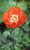 1000 MIXED COLORS DOUBLE SHIRLEY POPPY Papaver Rhoeas Flower Seeds