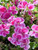 10 Pinto Rose Bicolor Geranium Pink  and  White Pelargonium Flower Seeds