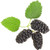 Earthcare Seeds Black Mulberry 50 Seeds  Morus nigra  Non GMO - Open Pollinated - Heirloom