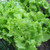 Black Seeded Simpson Lettuce Seeds