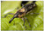 Triple Blank Wall Plate Cover - Weevil Bug Insect Lixus Scrobicollis Beetle Pest
