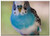 Triple Blank Wall Plate Cover - Bird Blue Parakeet Parrot Fly Wings Feather