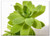 Triple Blank Wall Plate Cover - Succulent Plant Nature Green Cactus Botanical