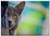 Triple Blank Wall Plate Cover - Kitten Cat Pet Animals Animal Feline Cats
