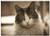 Triple Blank Wall Plate Cover - Cat Kitten Feline Pet Animals Animal Pets Cats