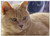 Triple Blank Wall Plate Cover - Cat Redhead Red-Headed Cat Pet Stomach Young Cat