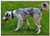 Triple Blank Wall Plate Cover - Dog Play Meadow Romp Toys Animal Pet Fur Cute 8