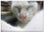 Triple Blank Wall Plate Cover - Cat Cute Nose Kitten Feline Kitty Pet Animal