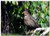 Triple Blank Wall Plate Cover - Bird Merle Tree Nature Ornithology Beak Feathers