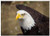 Triple Blank Wall Plate Cover - Eagle Bird Animal Feather Beak Nature Fly