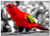 Triple Blank Wall Plate Cover - Parrot Red Bird Colorful Color Splash Feathers