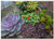 Triple Blank Wall Plate Cover - Plant Succulent Plants Flower
