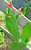 6 FRESH PADS Tortoise Spineless thornlessEdible Nopales Prickly Pear Cactus