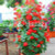 100 Pcs Climbing Bonsai Geranium Bonsai Rare Variegated Geranium Flower Bonsai Potted Garden Flower for Bonsai Plant for Garden  6