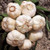 GARLIC BULB  12 Pack  FRESH CALIFORNIA SOFTNECK GARLIC BULB FOR PLANTING AND GROWING YOUR OWN GARLIC