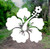 Hawaiian Hibiscus Flower  Pick Any Color  Vinyl Transfer Sticker Decal for Laptop Car Truck Window Bumper  10in x 9.5in  Large Car Size  White