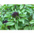 PAPCOOL Basil Licorice or Thai S??DS for Pl?nting - Basil Licorice or Thai S??DS