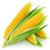 VietFA 100 Corn S??ds for Pl?nting - Sweet Corn S??ds Golden