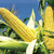 VietFA Corn S??ds for Pl?nting - Swe?t Corn S??ds - 100 S??ds