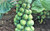 Gustus Brussel Sprouts Seeds