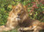 Springbok Puzzles Lion King Jigsaw Puzzle (100 Piece)