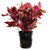 Alternanthera Reineckii VAR. Rosanervig  Greenpro Alternanthera Reineckii Potted Live Aquarium Plants Easy Super Red Plants