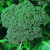 Di Cicco Broccoli - 1 4 LB ~36000 Seeds - Non-GMO Open Pollinated Heirloom Vegetable Gardening Seeds  and  Micro Greens Seeds