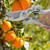qing niao 8. 3 Gardening Shears Professional Bypass Pruner Hand Shears Tree Trimmers Secateurs Hedge  and  Garden Shears Clippers for Plants Gardening Trimming Garden Tools
